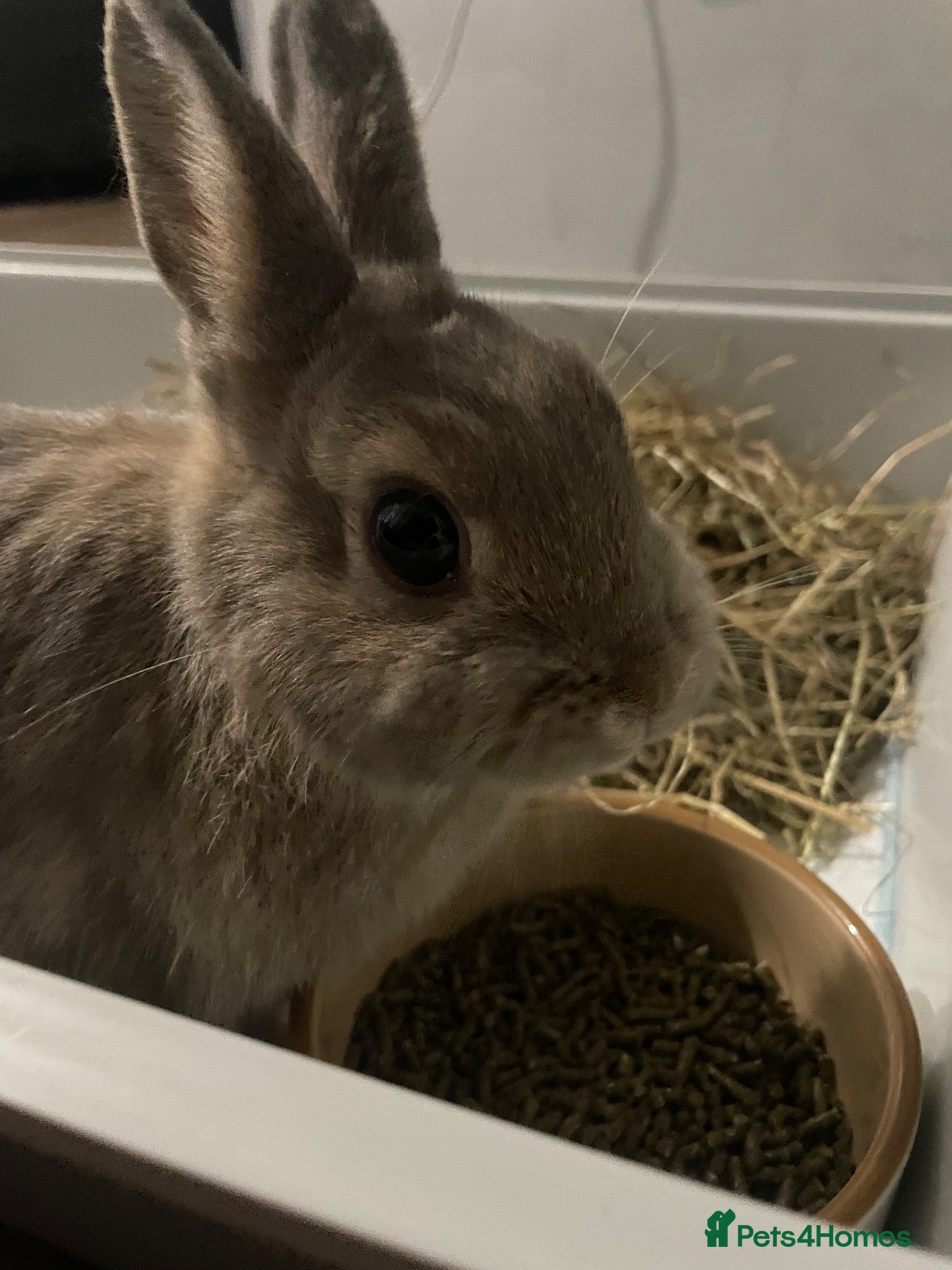 Netherland Dwarf rabbits Bambi the purebred Netherland Dwarf - Advert 1