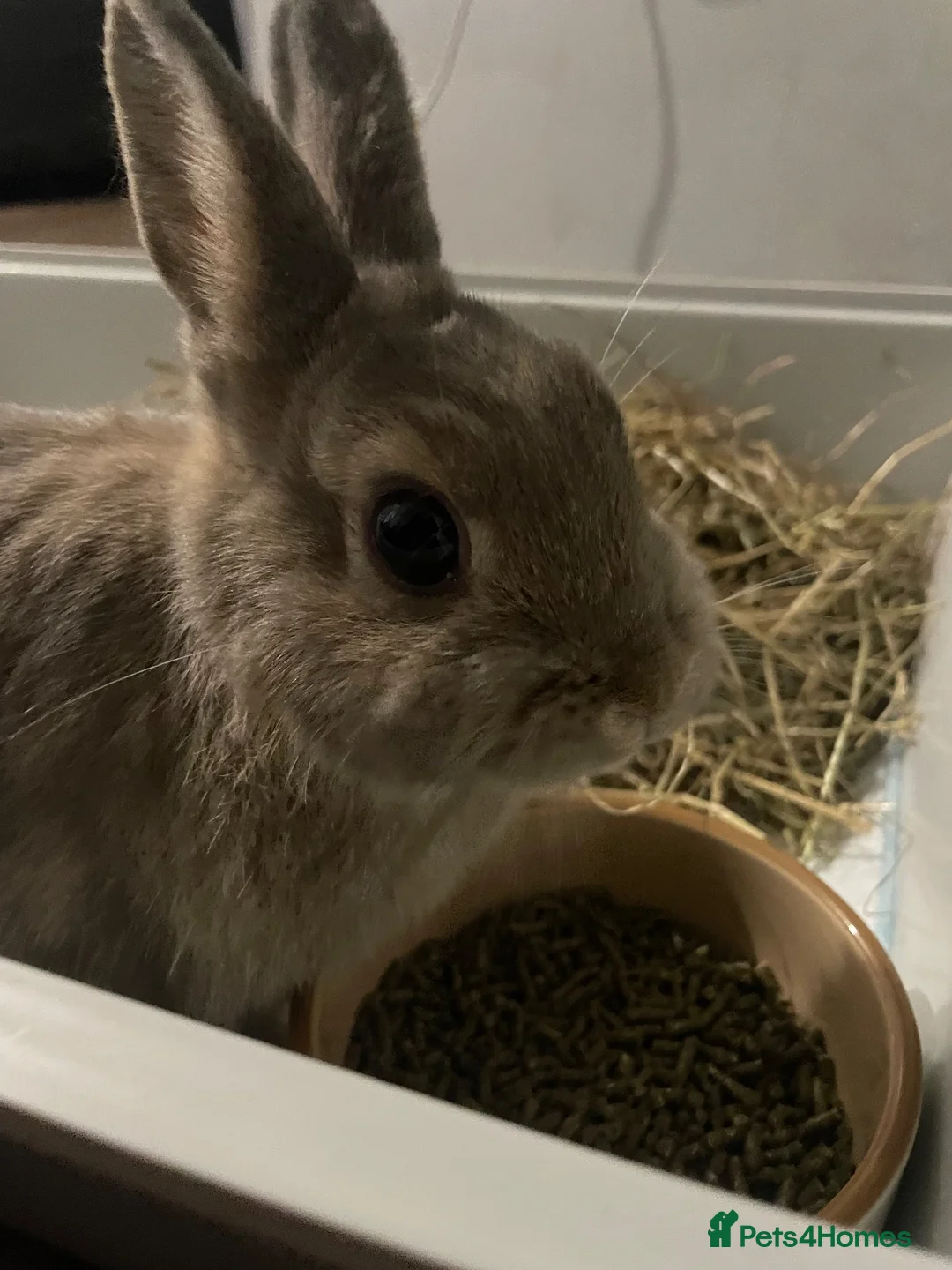 Netherland Dwarf rabbits for sale: Bambi the purebred Netherland Dwarf in Watford - Advert 1
