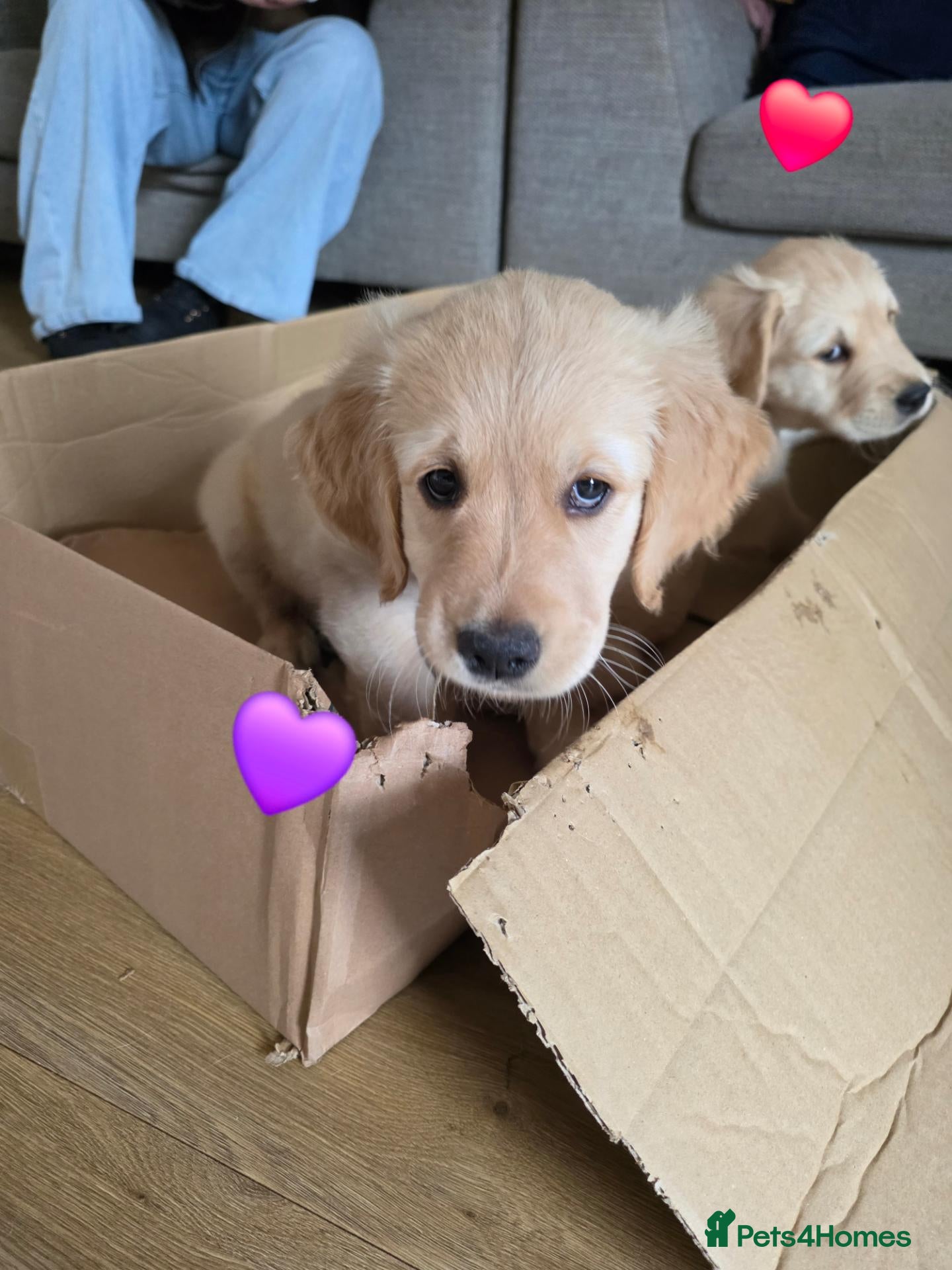 Golden Retriever dogs ❤️💜 KC Reg Beautiful Golden Retrievers 💜❤️ - Advert 10