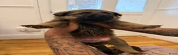 Mixed Breed dogs for sale: Loving Puppies Ready to Leave Soon in Stoke-on-Trent - Advert 6