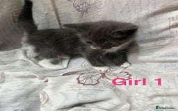 Mixed Breed cats for sale: 🐱 Gorgeous Kittens For Sale🐱 - Image 6