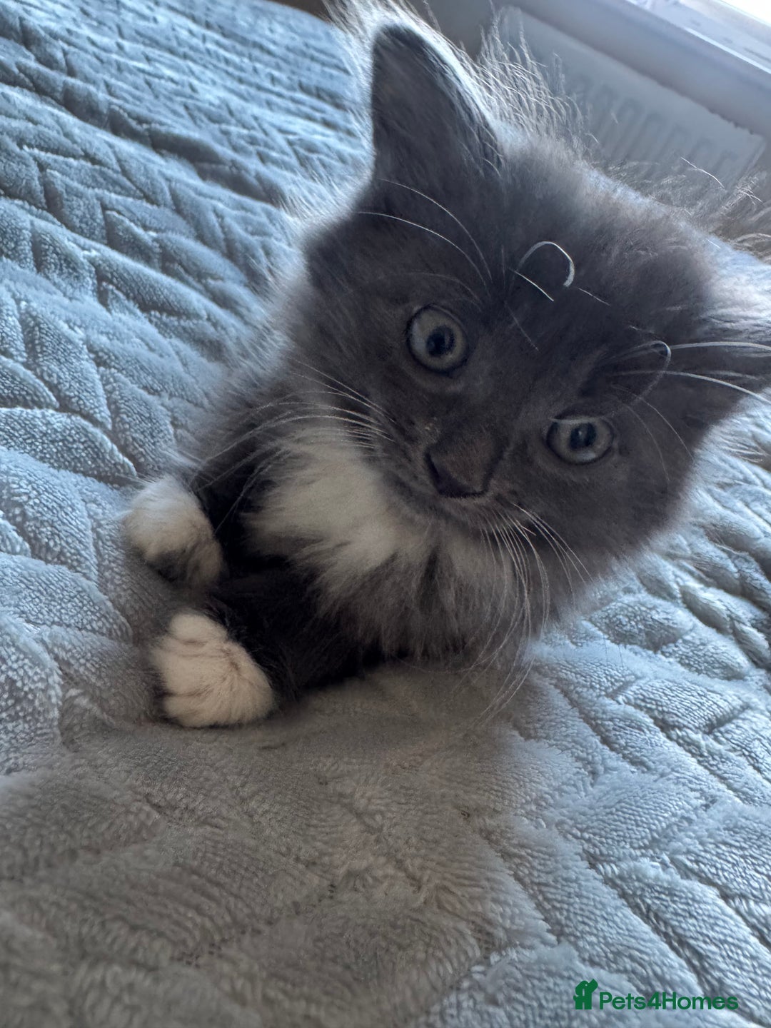 Mixed Breed cats for sale: 4 gorgeous kittens  - Advert 1