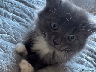 Mixed Breed cats 4 gorgeous kittens - Advert 2