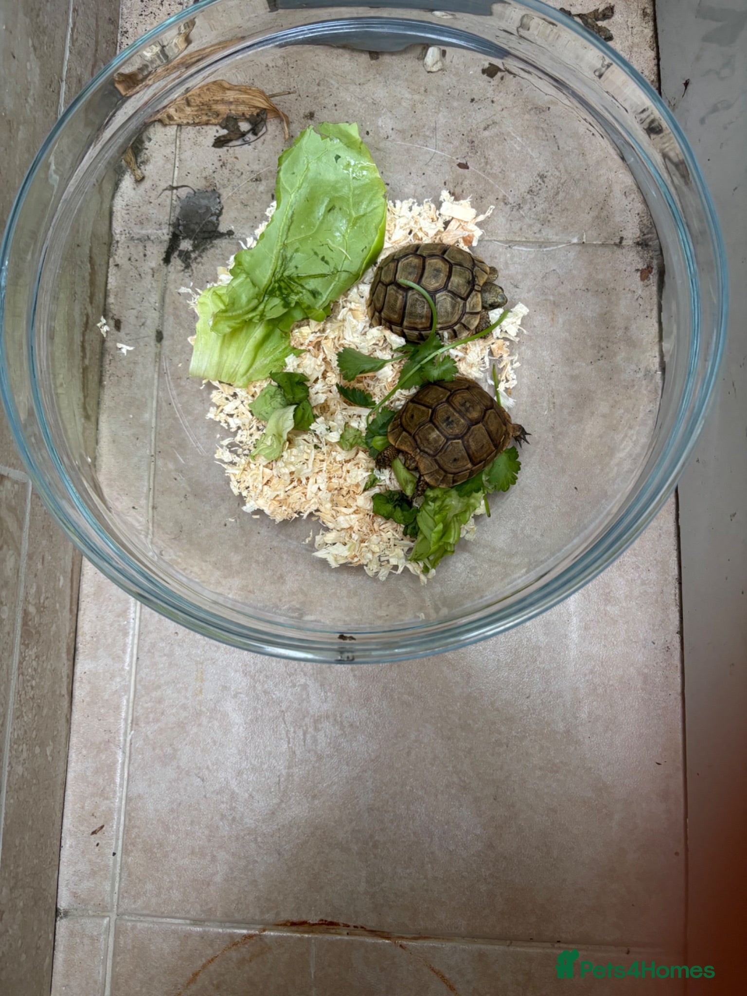 Tortoise reptiles Free deposit Greek spur thigh tortoise  - Advert 1