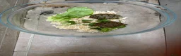Tortoise reptiles for sale: Free deposit Greek spur thigh tortoise  in Sidcup - Advert 1