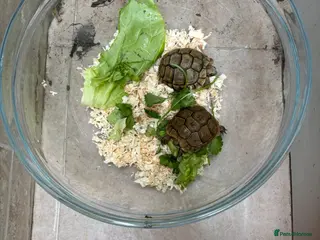 Tortoise reptiles Free deposit Greek spur thigh tortoise - Advert 1