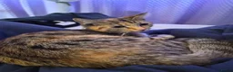 Mixed Breed cats for sale: 2 female cats - Advert 5