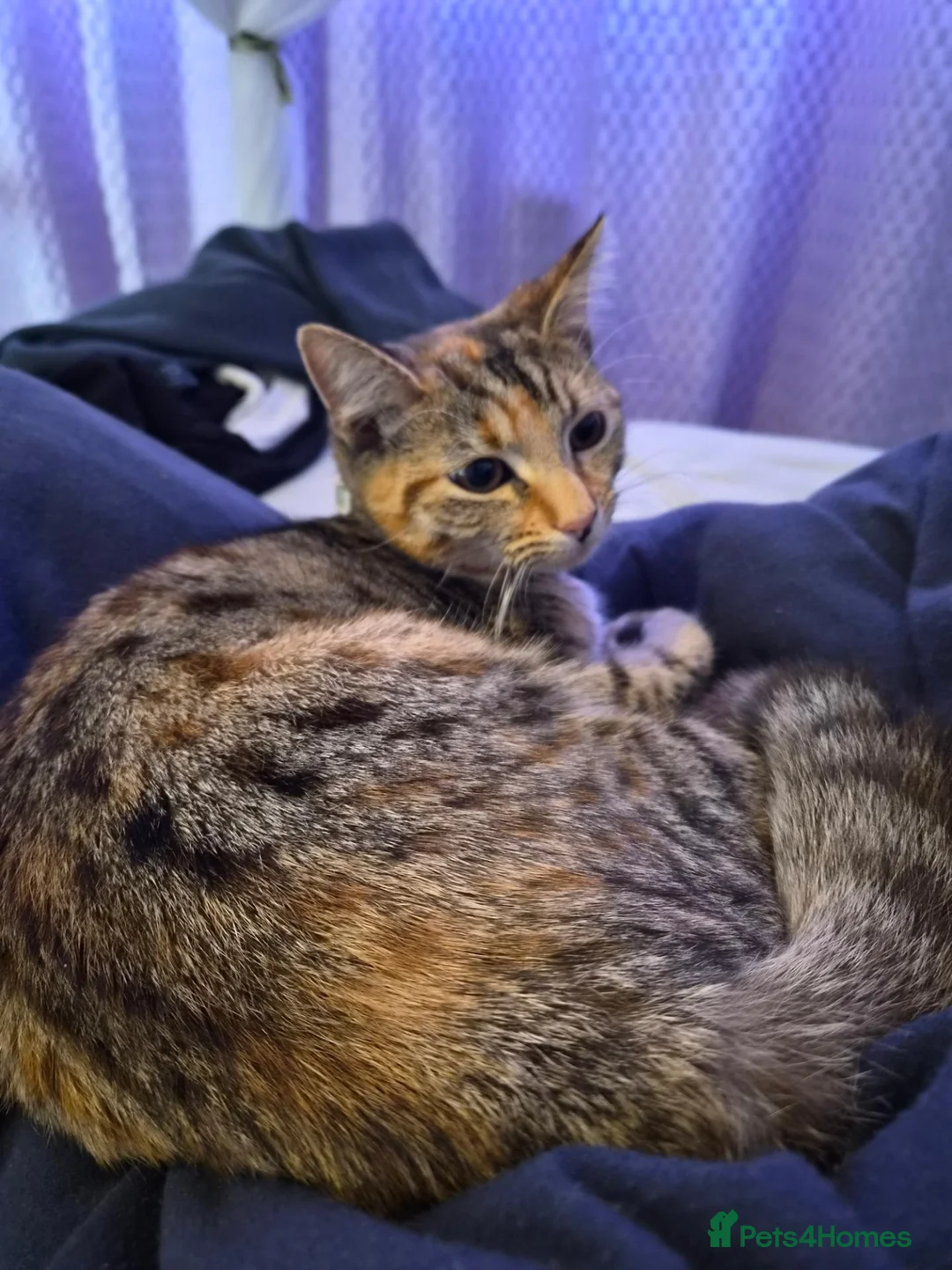 Mixed Breed cats for sale: 2 female cats - Advert 5