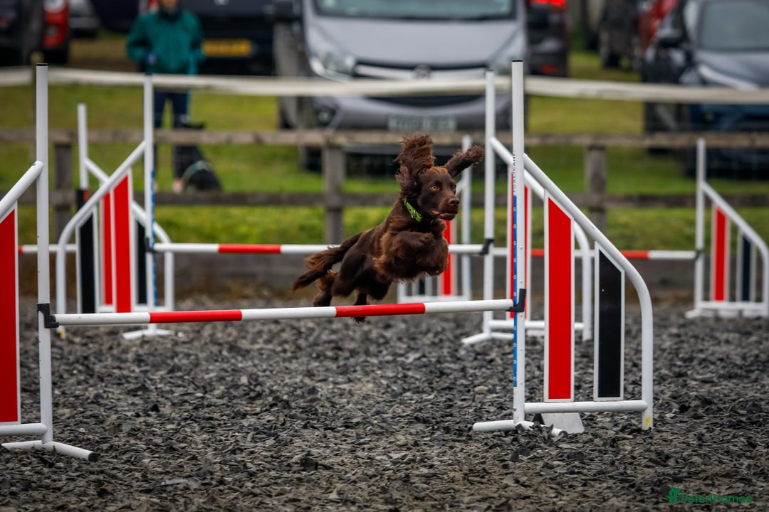 Cocker Spaniel dogs for stud: Working cocker at studs in Ashford - Image 7