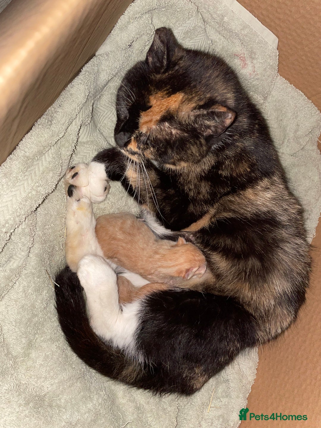 Mixed Breed cats for sale: Beautiful calico/ginger polydactyl kittens - Image 8