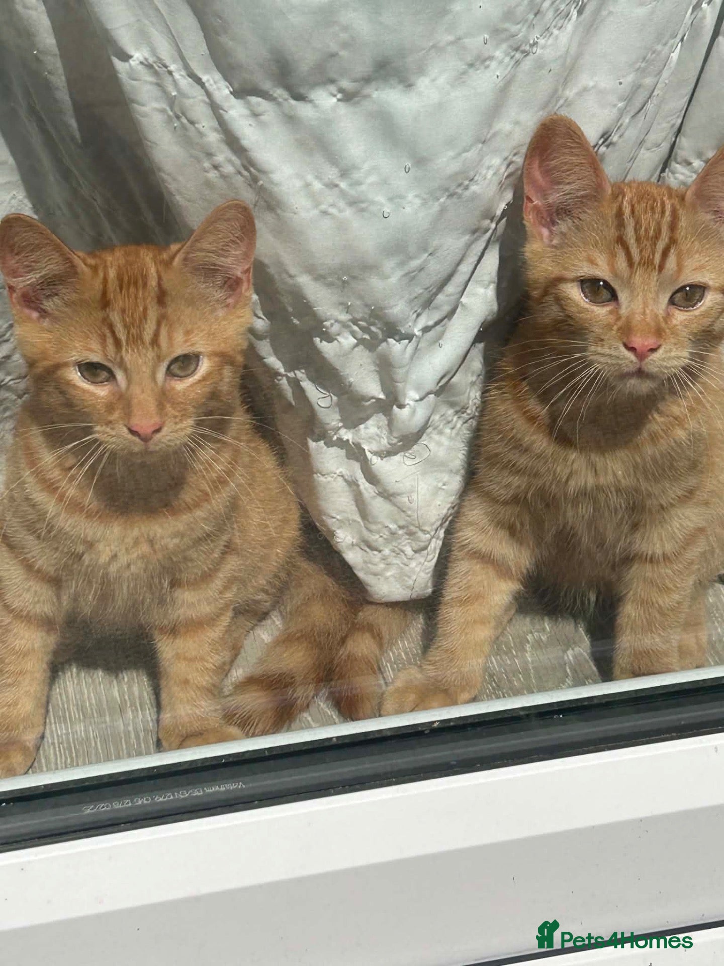 Mixed Breed cats 2 ginger 5 month old kittens ( bonded ) - Advert 9