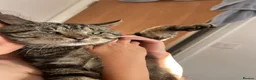 Mixed Breed cats for sale: Female kitten  - Advert 7
