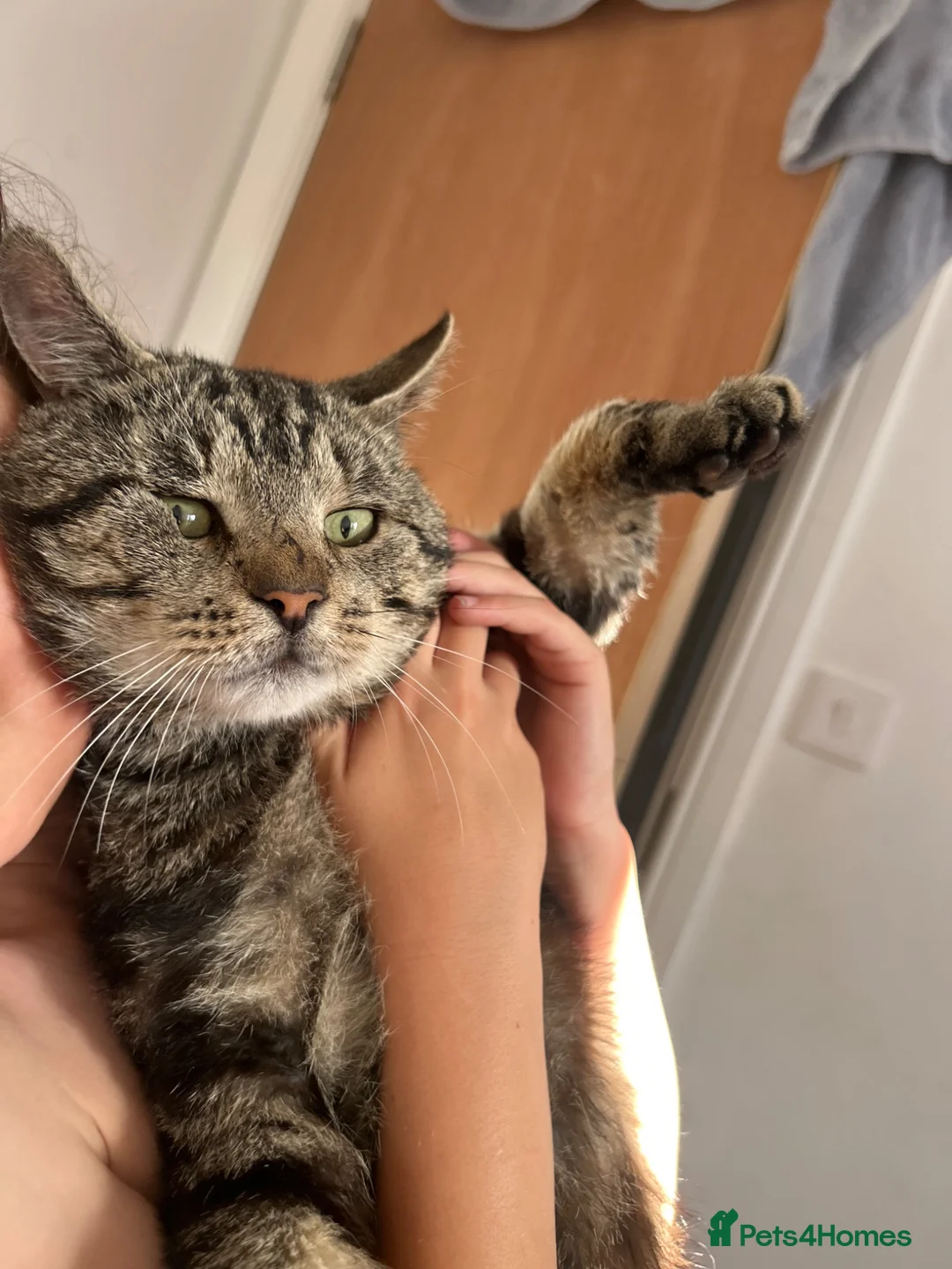 Mixed Breed cats for sale: Female kitten  - Advert 7