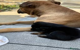Mixed Breed dogs for sale: German Shepherd cross American bulldog puppies - Image 20