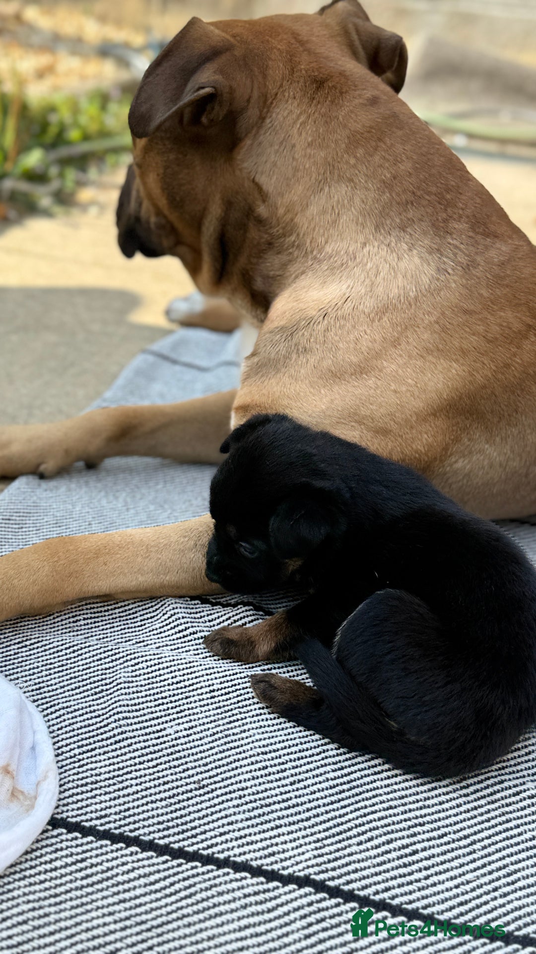Mixed Breed dogs for sale: German Shepherd cross American bulldog puppies - Image 20