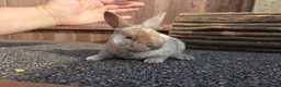 Rex rabbits for sale: Gorgeous litter of Mini Rex baby bunnies - Advert 3