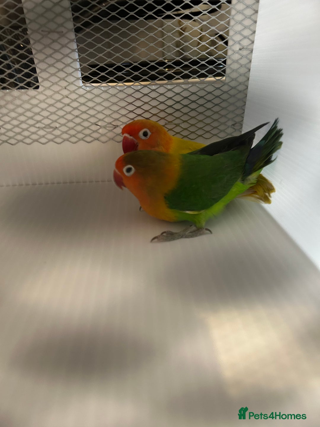 Lovebirds birds for sale: Various Baby Fishers Lovebirds - Image 5