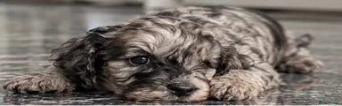 Blue Merle 