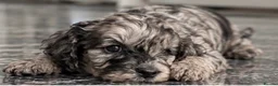 Cockapoo dogs for sale: Exquisite 5* rated licensed F2bb toy cockapoo’s  - Advert 11