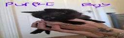 Mixed Breed cats for sale: Adorable black and black and grey tabbys.  in Somerton - Advert 2