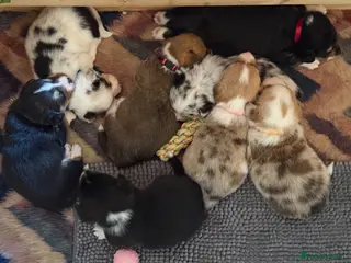 Welsh Corgi Cardigan dogs Welsh Corgi Cardigan puppies - Advert 1