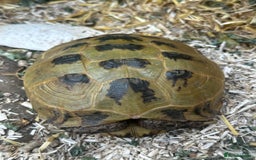 Tortoise reptiles for sale: Two adult horsefield tortoises with set up - Image 2
