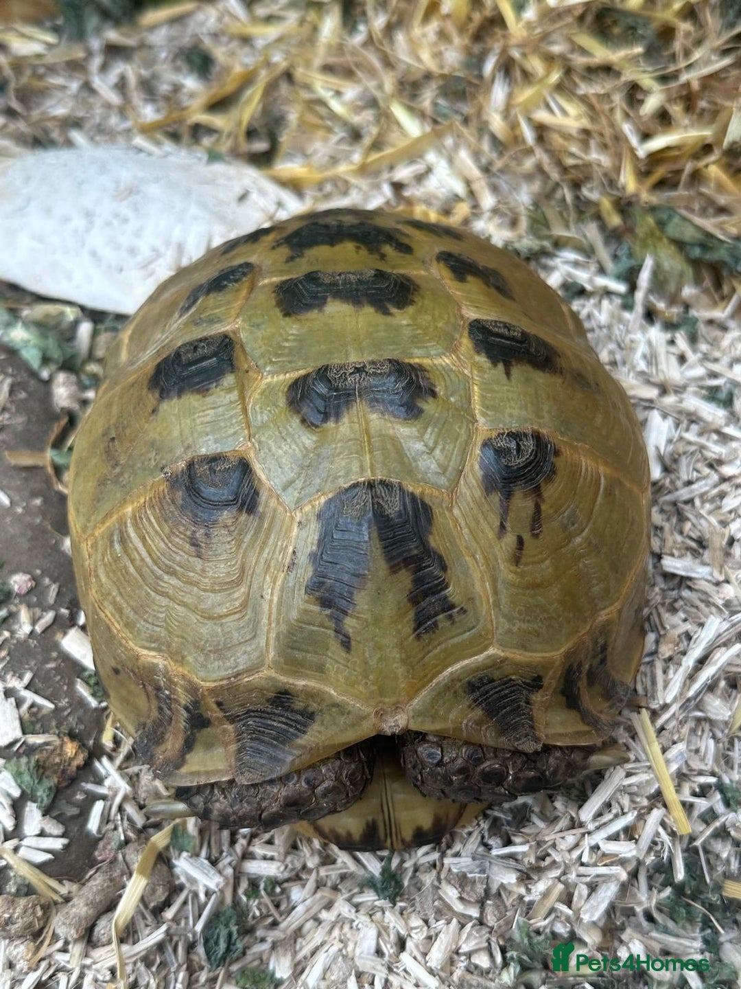 Tortoise reptiles for sale: Two adult horsefield tortoises with set up - Image 2