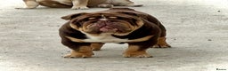 English Bulldog dogs for stud: Grandson of the Legendary City’s Ace  in London - Advert 9