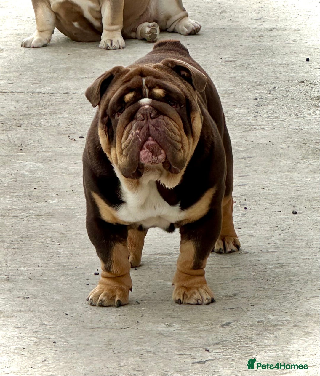 English Bulldog dogs for stud: Grandson of the Legendary City’s Ace  in London - Advert 9