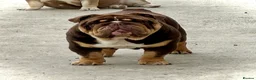 English Bulldog dogs for stud: Grandson of the Legendary City’s Ace  in London - Advert 9