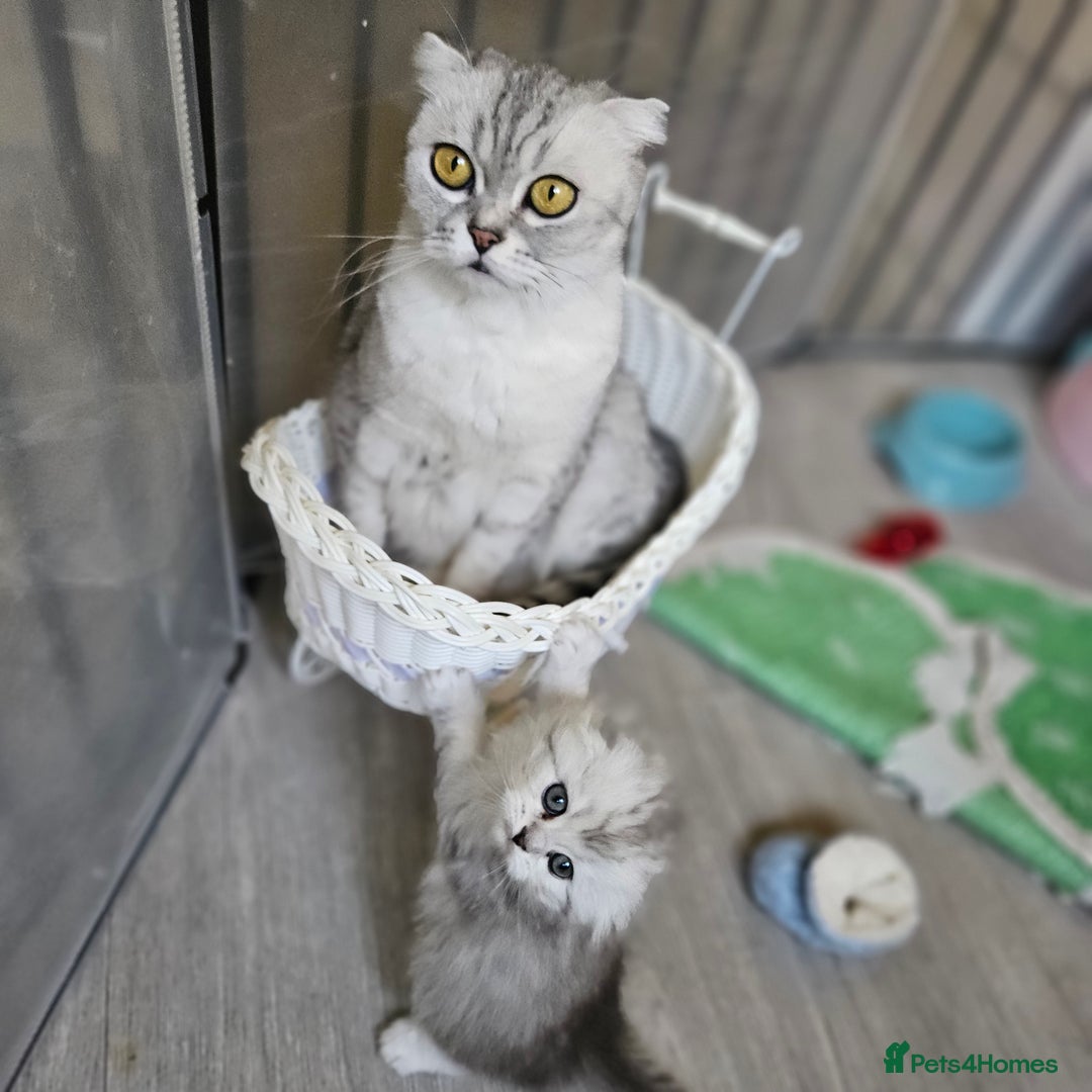 Scottish Fold cats for sale: Reduced💥Scottishfold tica kittens london  - Advert 9