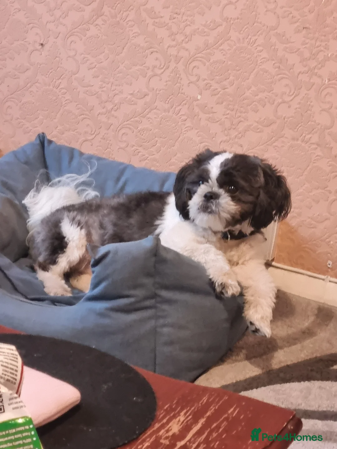 Shih Tzu dogs for sale: 1 year old shit tzu in Bilston - Advert 2