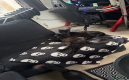 Domestic Shorthair cats for sale: Brother and sister black kittens  - Advert 4