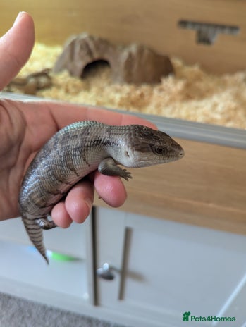 Skink reptiles - Advert 1