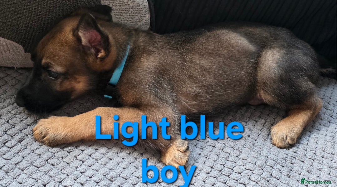 Mixed Breed dogs for sale: 11 german shepherd X Belgium malinois in Exmouth - Image 11