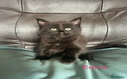 Maine Coon cats for sale: Maine Coon cross in Stoke-on-Trent - Image 8