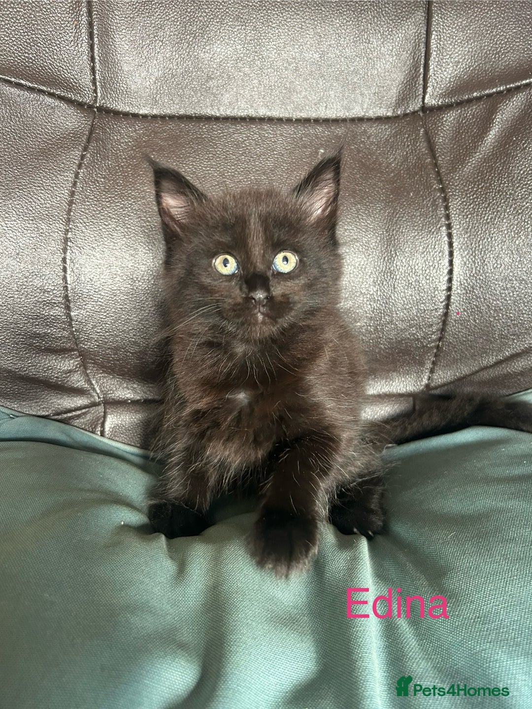 Maine Coon cats for sale: Maine Coon cross in Stoke-on-Trent - Image 8