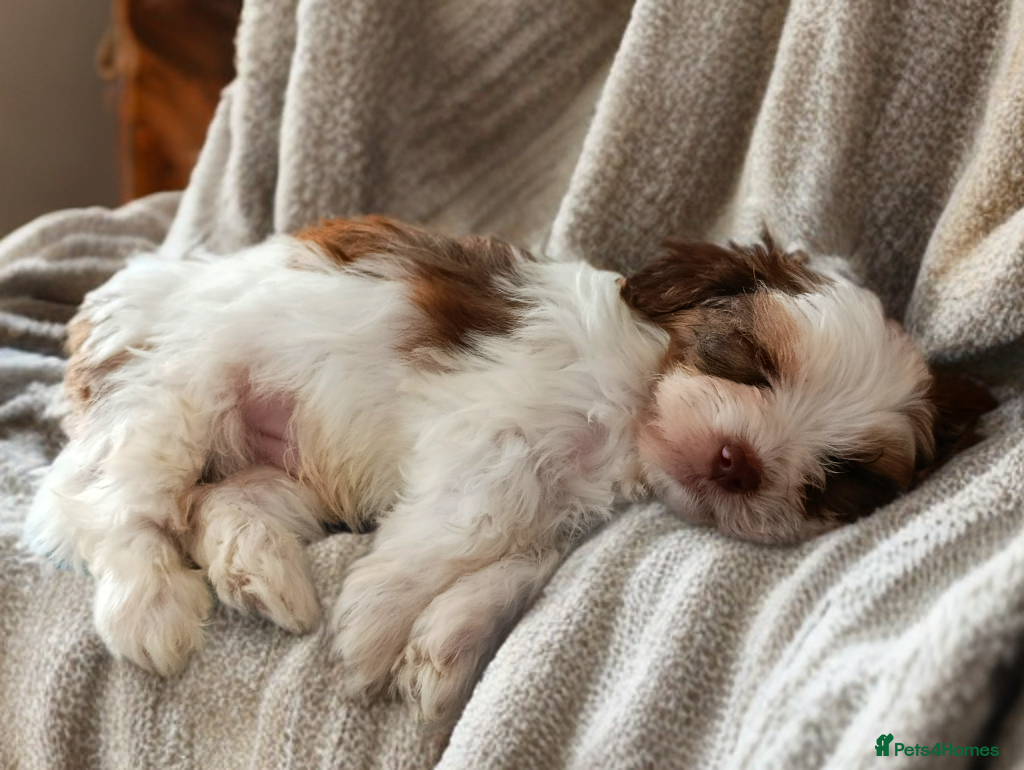 Yorkshire Terrier dogs Posh pupies😍  pure breed🐶🐶   - Advert 1