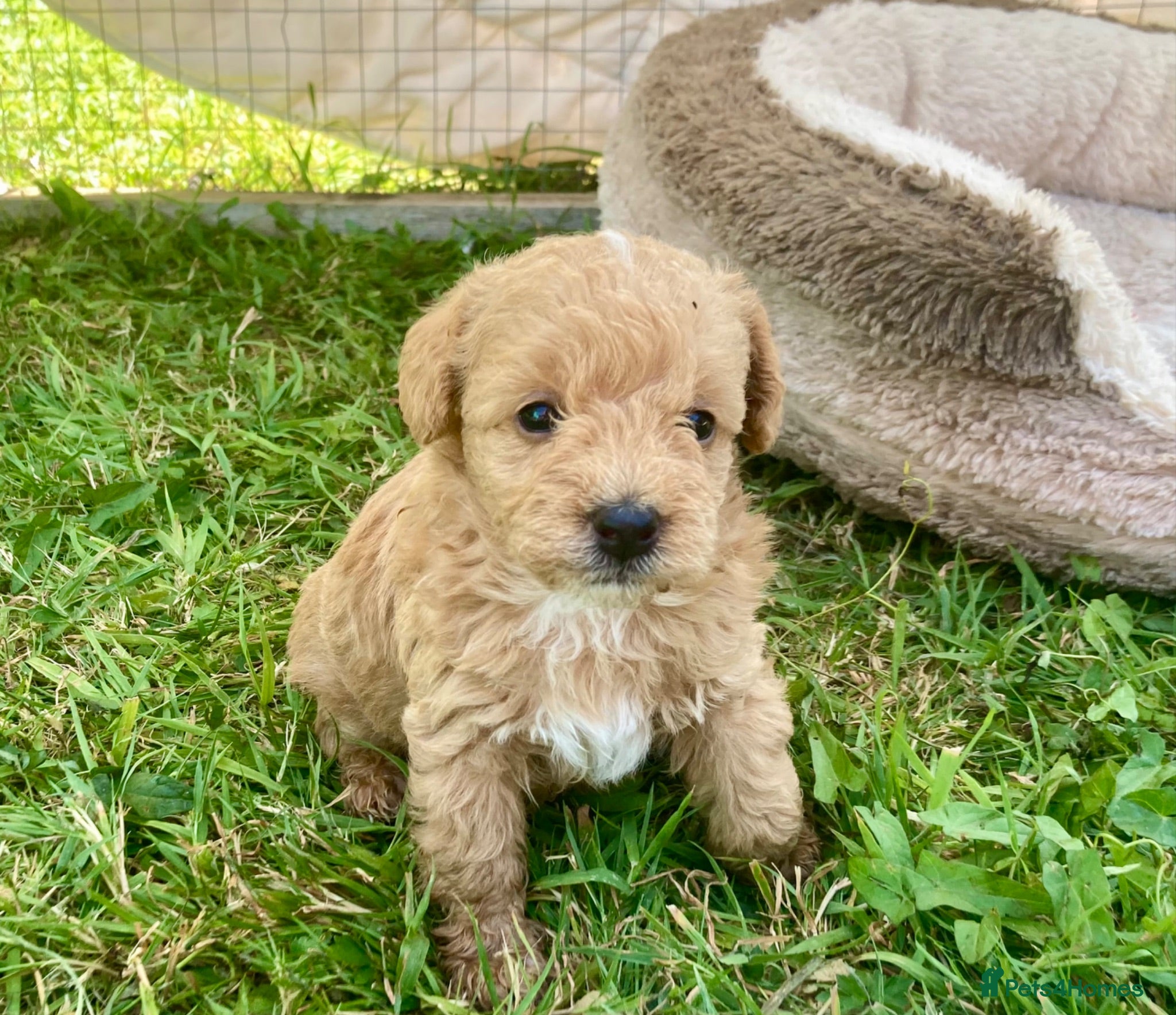 Yorkiepoo dogs Yorkiepoo puppies  - Advert 1