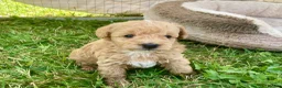 Yorkiepoo dogs for sale: Yorkiepoo puppies  - Advert 1