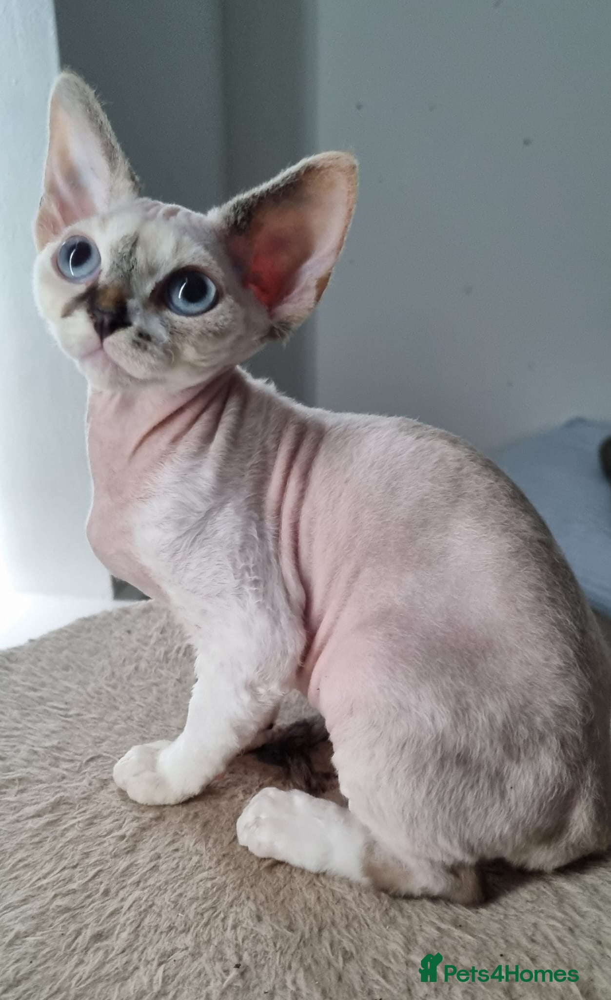 Devon Rex cats Beautiful Devon Rex Girls Available - Advert 1