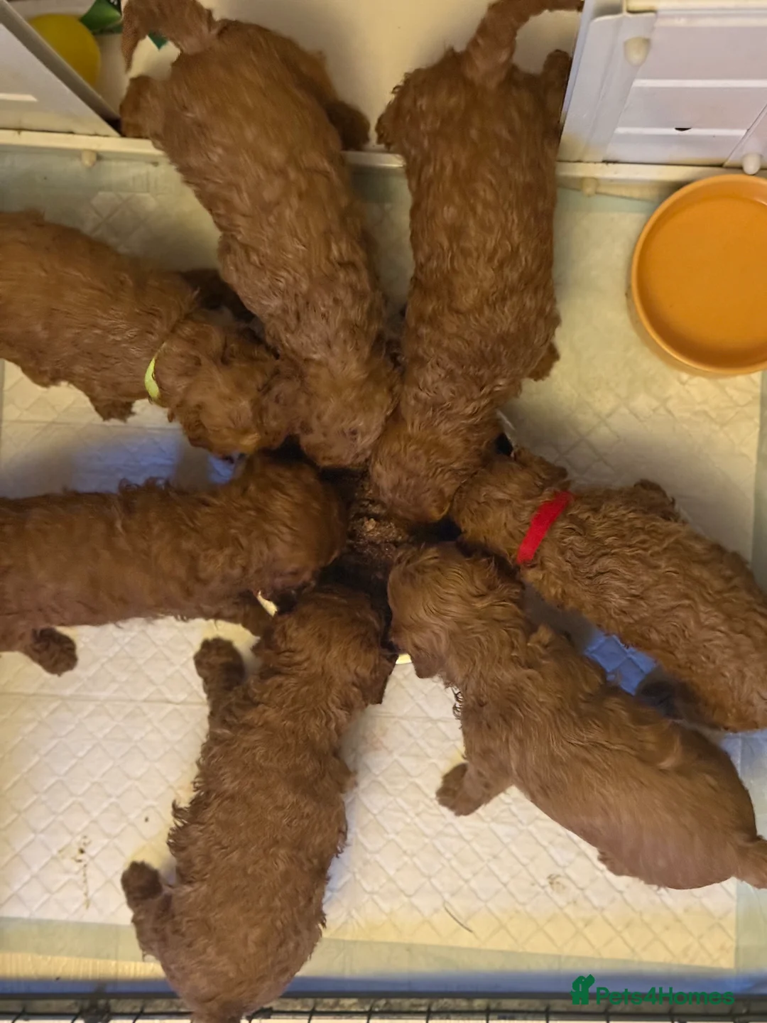 Cavapoo dogs for sale: Toy red Cavapoo pups.  5* Council Registered  - Advert 5