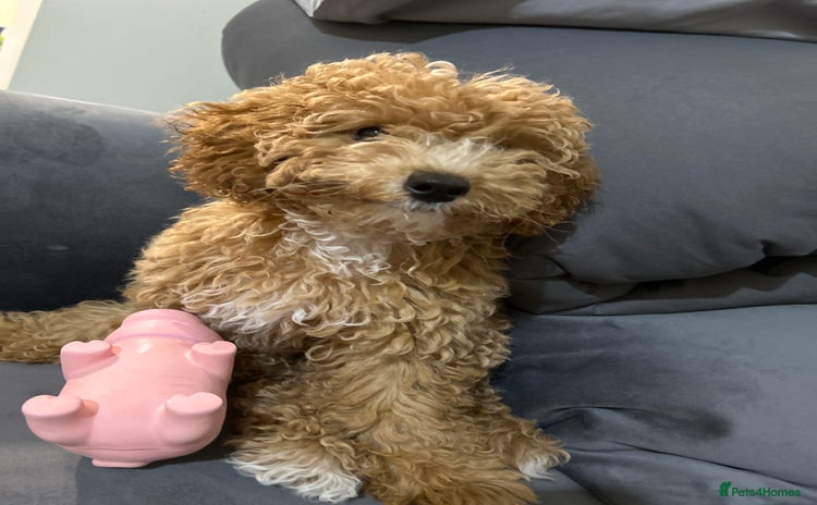 Maltipoo dogs - Advert 1