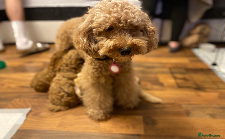 Cockapoo dogs - Advert 1