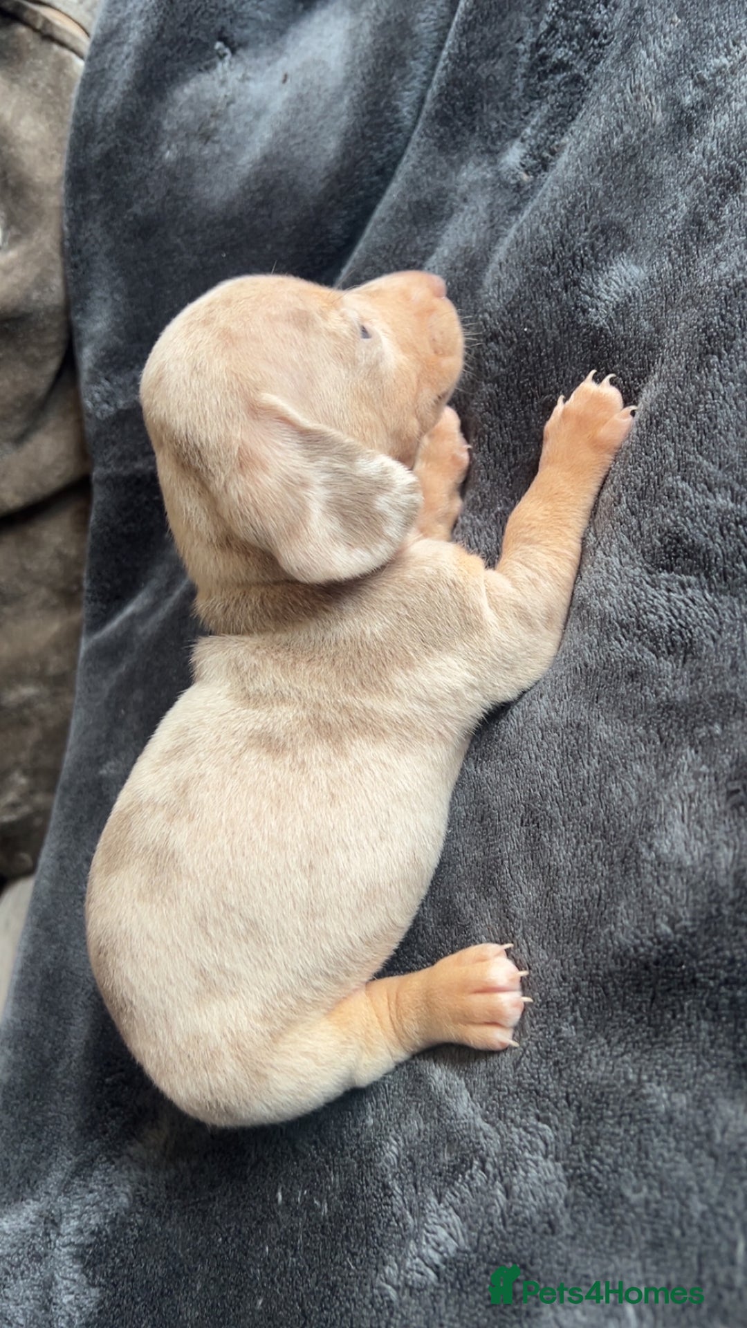 Dachshund dogs for sale: Miniature dachshund  - Advert 9