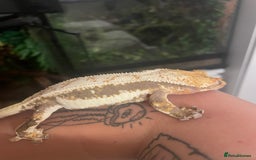 Gecko reptiles for sale: Lily White crested gecko.  - Image 6