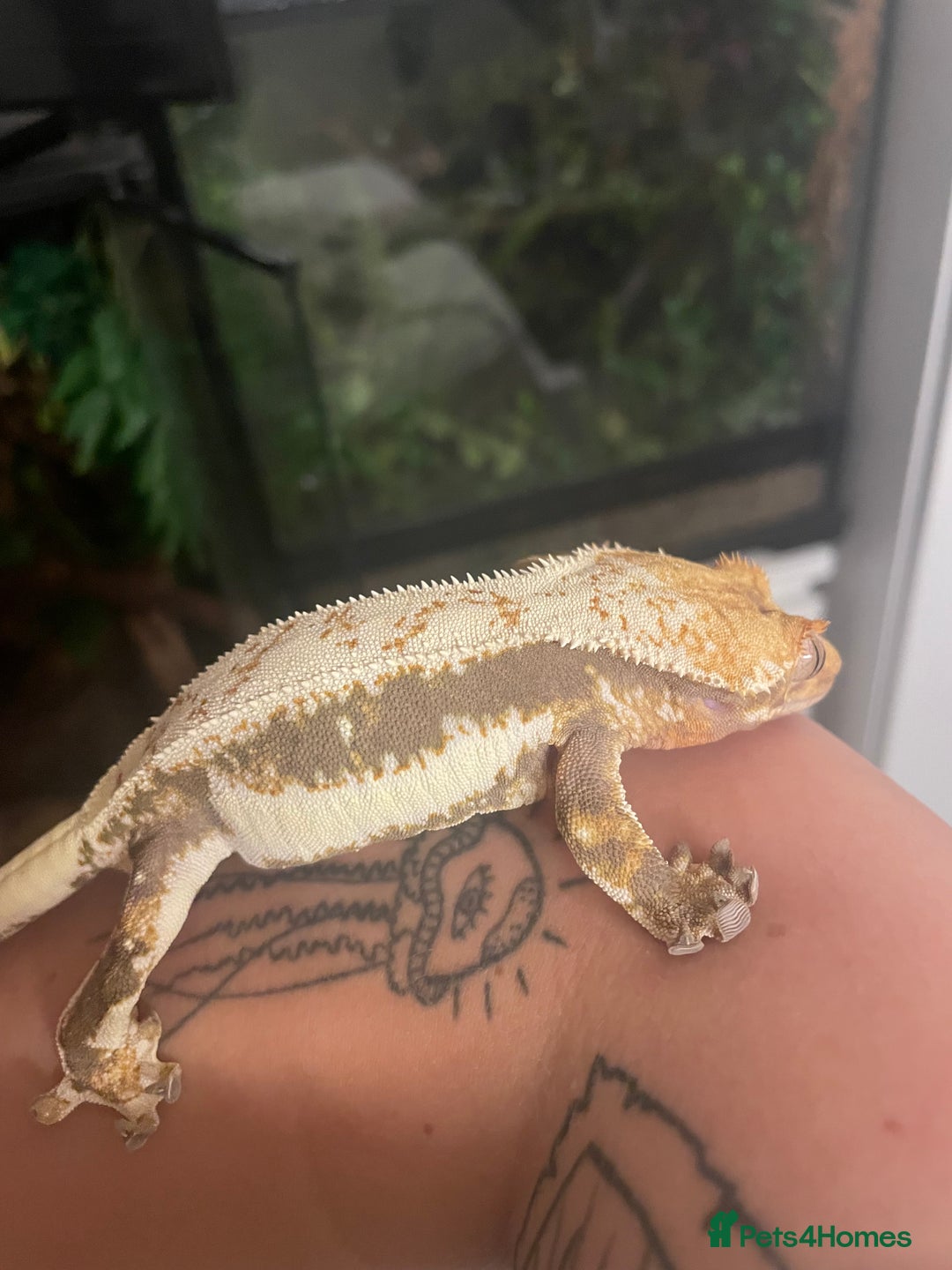 Gecko reptiles for sale: Lily White crested gecko.  - Image 6