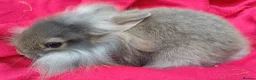 Guinea Pig rodents for sale: Brothers 8 weeks old  - Advert 3