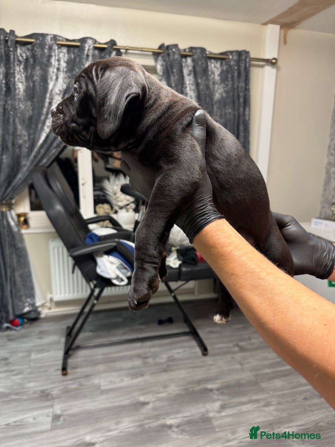 Mixed Breed dogs for sale: 7 beautiful puppies for sale - Image 20