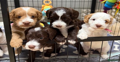Mixed Breed dogs - Advert 4